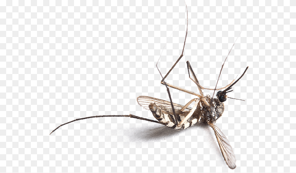 You Need Mymosquitopro Dead Mosquito, Animal, Insect, Invertebrate Free Transparent Png