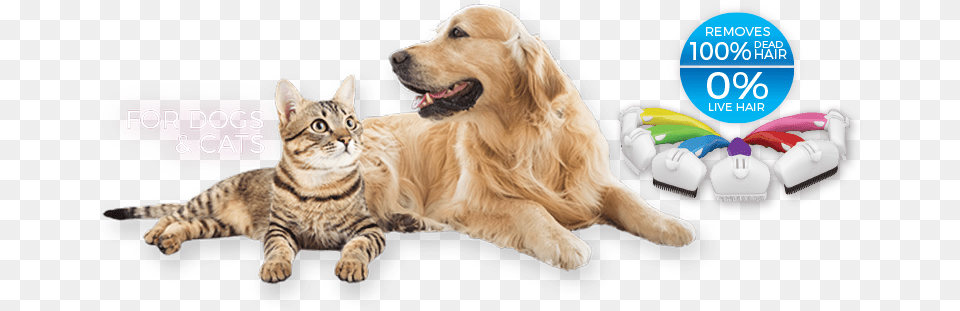 You Ready To Shed The Worry Of Grooming Your Golden Retriever Cat, Animal, Canine, Dog, Golden Retriever Free Transparent Png