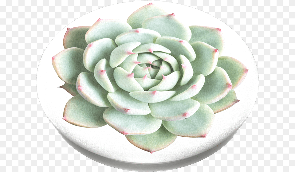 You Succulent Popsockets Care For Echeveria, Dahlia, Flower, Plant, Pottery Free Png Download