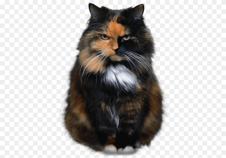 You Ve Met Your Match Meme, Animal, Cat, Mammal, Manx Png