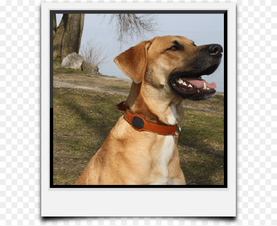 You Want The Fitting Leash To Your Beautiful Dogssense Dog Yawns, Animal, Canine, Mammal, Pet Png Image