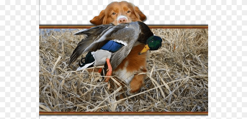 You Will Enjoy The Crisp Fall Air Amp Breathtaking Colors Canadian Duck Hunter, Animal, Beak, Bird, Waterfowl Free Png