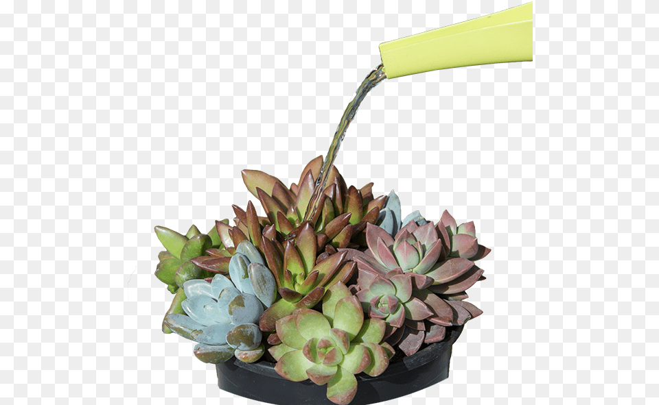 You Will Learn A Lot About Your Succulents And What Flowerpot, Flower, Flower Arrangement, Flower Bouquet, Plant Free Png