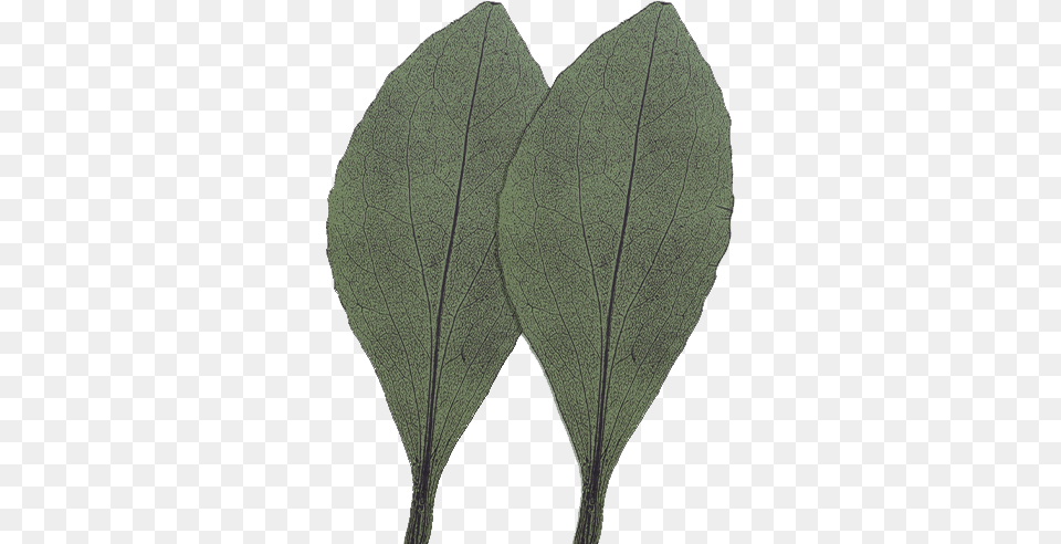 Young Adult Therapy Counseling, Plant, Leaf, Animal, Mammal Png