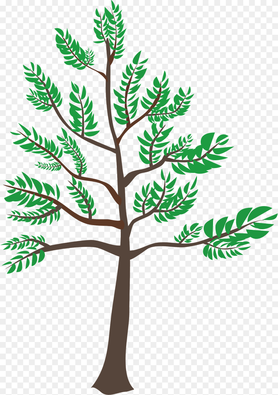 Young Cedar Tree Clipart, Oak, Plant, Sycamore, Tree Trunk Free Png Download