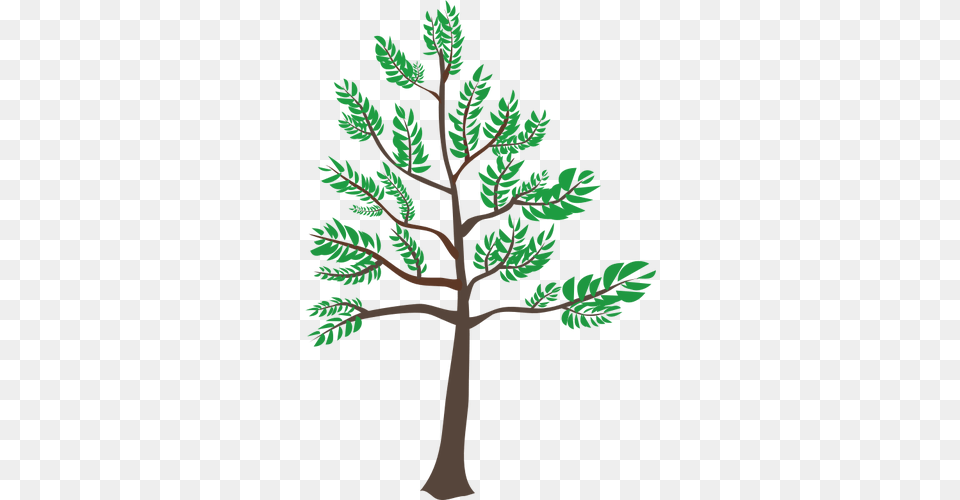 Young Cedar Tree Illustration, Leaf, Oak, Plant, Sycamore Png