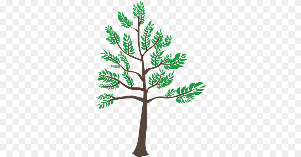 Young Cedar Tree Illustration Svg Arbol De Cedro Dibujo, Leaf, Plant, Conifer, Vegetation Free Png Download