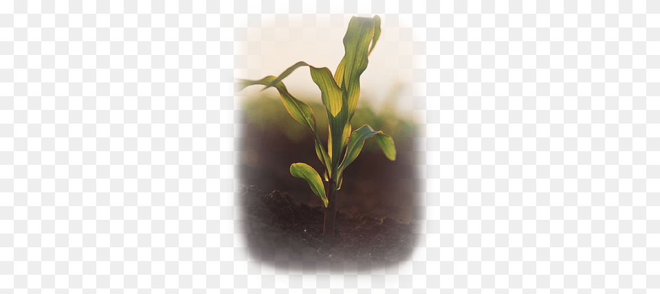 Young Corn Plant Twig, Soil, Leaf Free Transparent Png