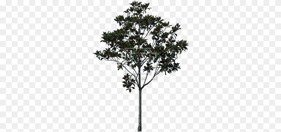 Young Cutout Tree Giant Leaves Immediate Entourage Pond Pine, Plant, Potted Plant, Chandelier, Lamp Free Png Download