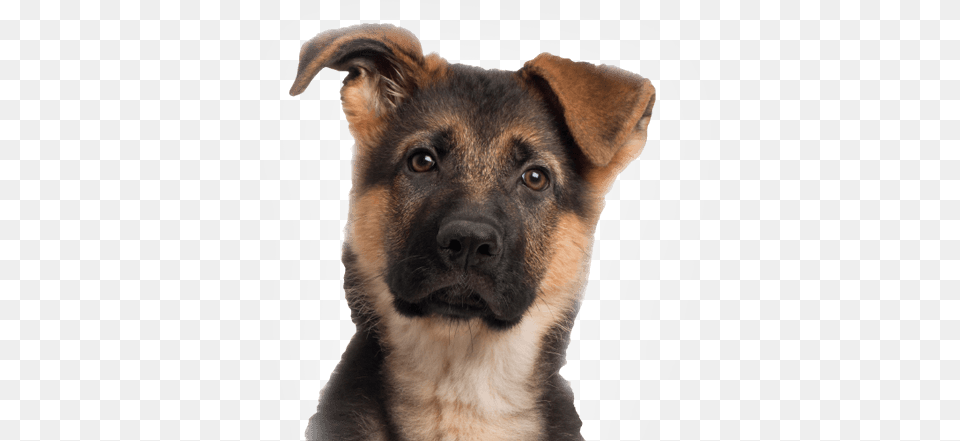 Young German Shepherd, Animal, Canine, Dog, German Shepherd Png