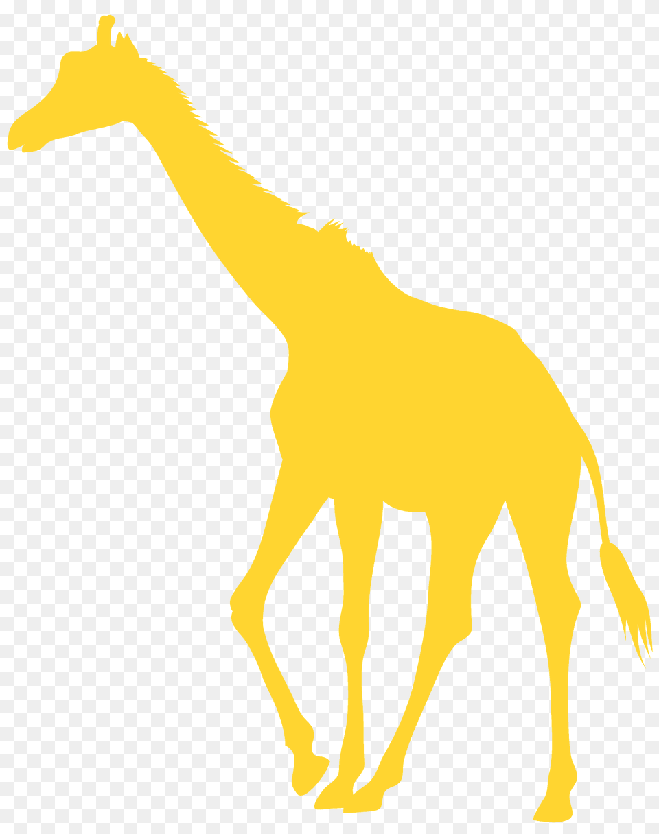 Young Giraffe Silhouette, Animal, Mammal, Wildlife, Zebra Free Png Download
