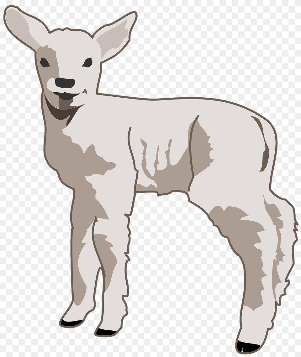 Young Lamb Clipart, Livestock, Adult, Male, Man Png Image