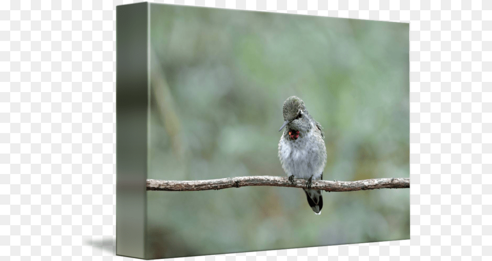Young Male Annas Hummingbird By Laura Mountainspring Hummingbird, Animal, Bird, Beak Free Png Download