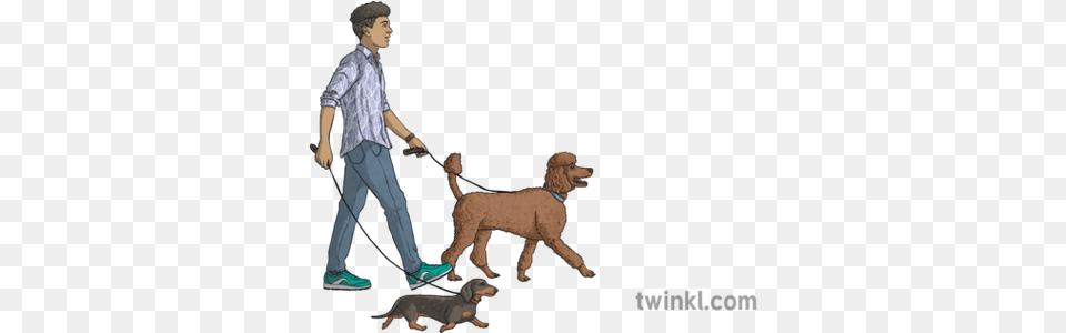 Young Man Walking Dogs Animals People Ancient Dog Breeds, Boy, Teen, Male, Person Png Image