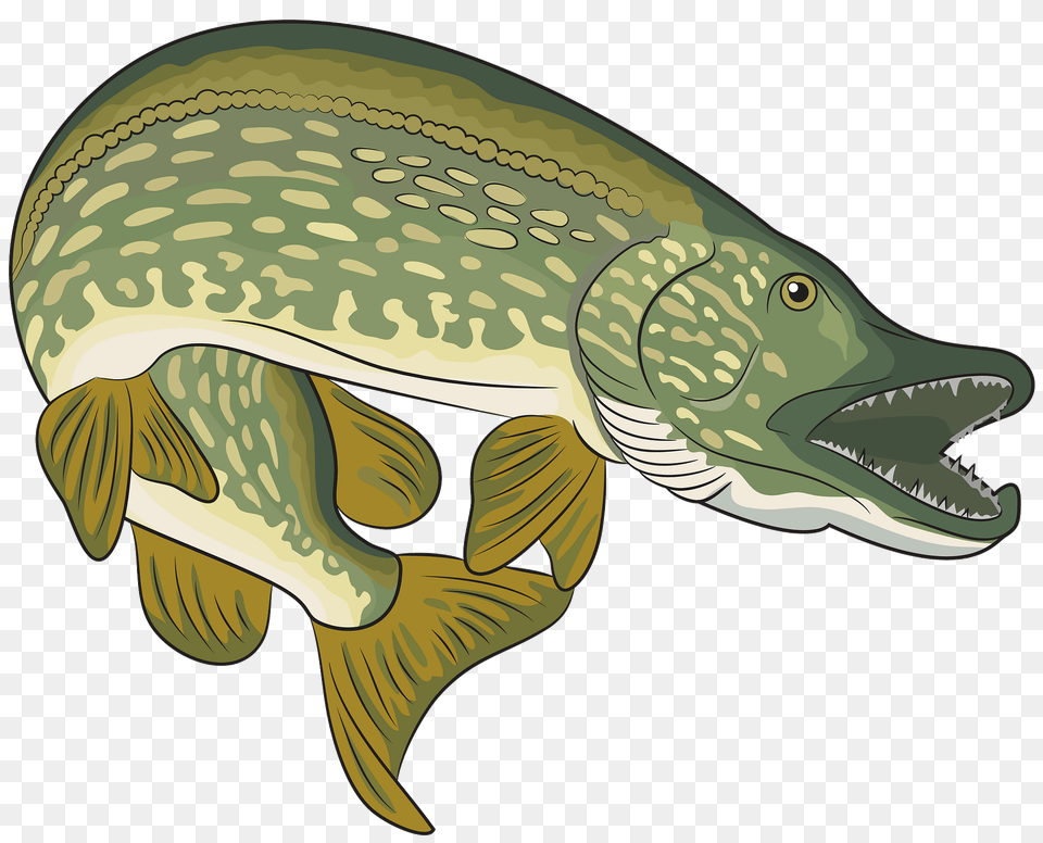 Young Northern Pike Bucktail Clipart, Animal, Sea Life, Fish, Shark Free Png