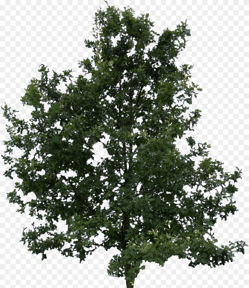 Young Oak Cut Out People Trees And Leaves Lodgepole Pine Png Image