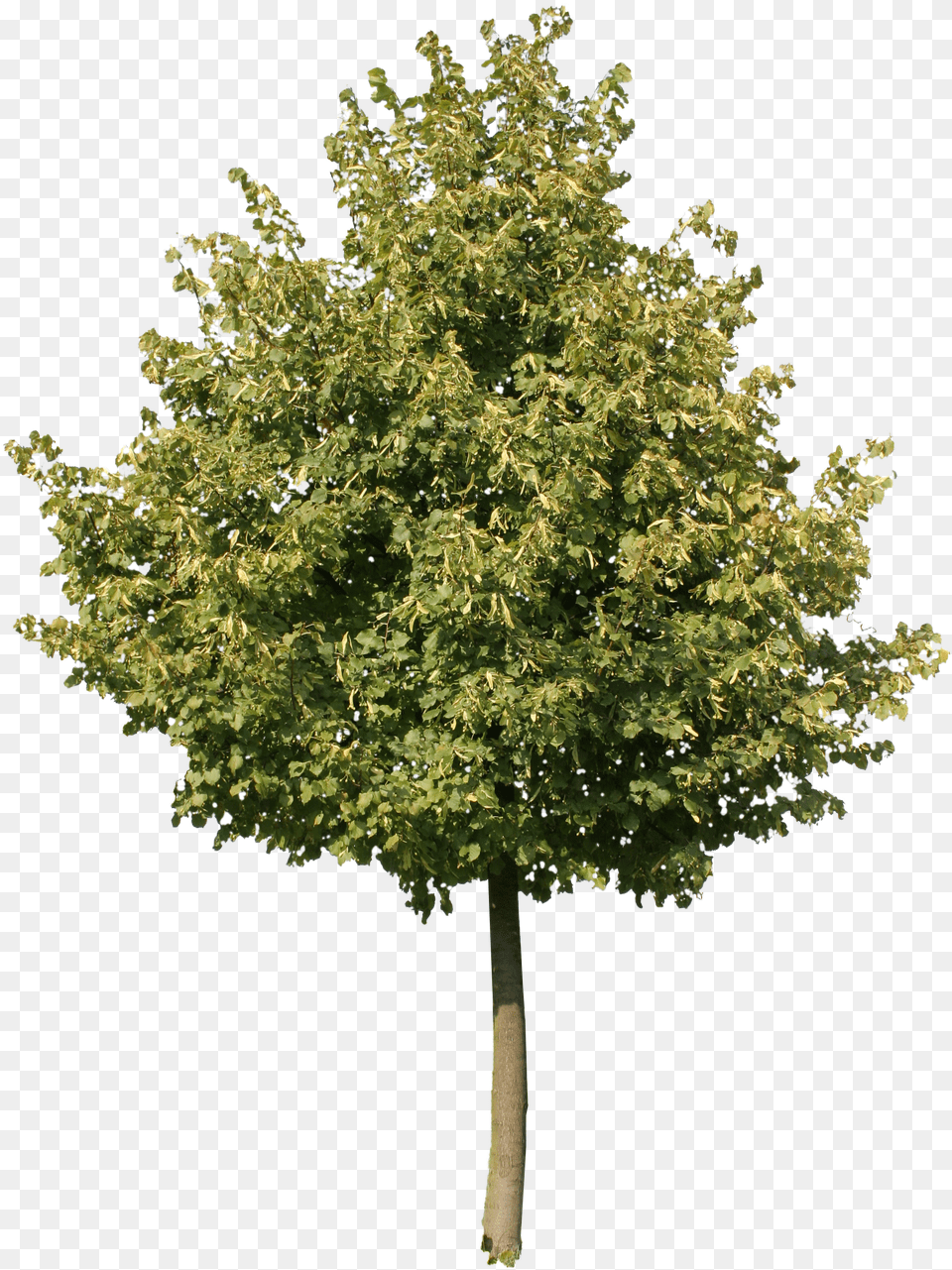 Young Oak Tree Free Png