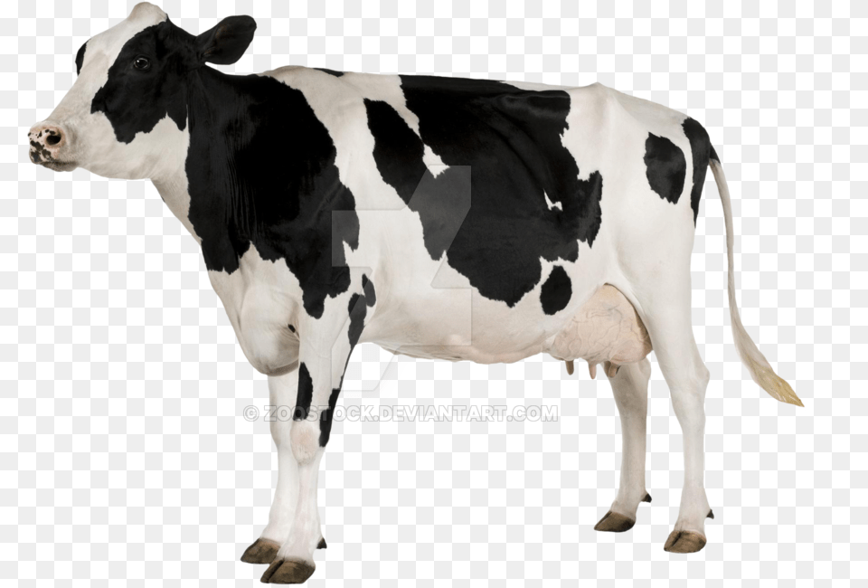 Young On A By Cow With White Background, Animal, Cattle, Dairy Cow, Livestock Png