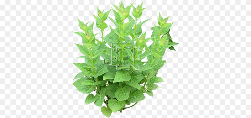 Young Shrub Mint, Herbs, Leaf, Plant, Herbal Png Image