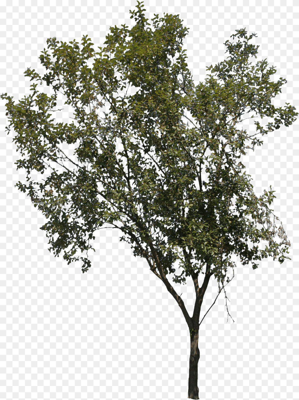 Young Thin Tree Tree Free Png Download