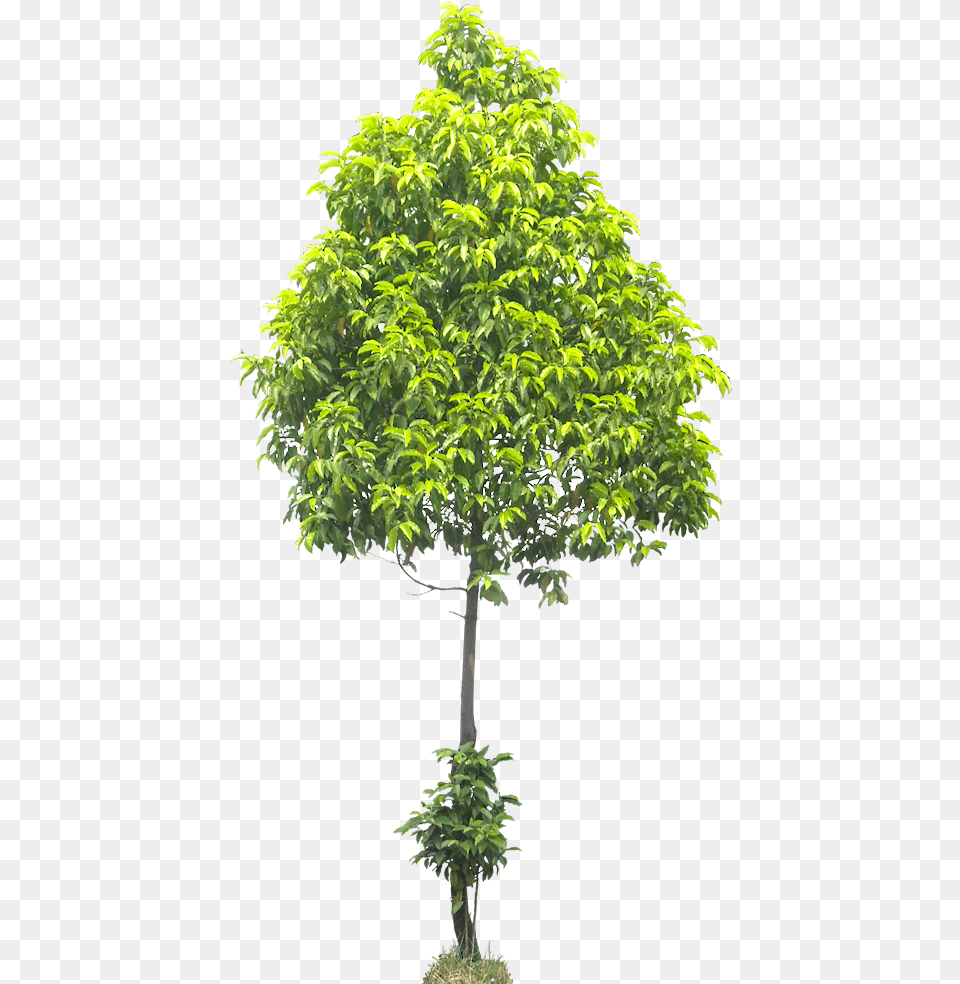 Young Tree Height Ash Tree No Background, Leaf, Maple, Plant, Potted Plant Free Transparent Png