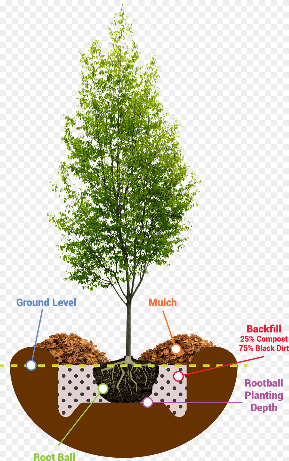 Young Tree Photoshop, Plant, Vegetation, Potted Plant, Sycamore Png