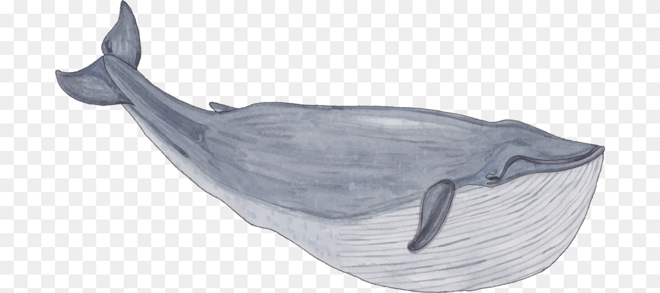 Young Whale Warrior Competition Balaenidae, Animal, Mammal, Sea Life, Person Png Image