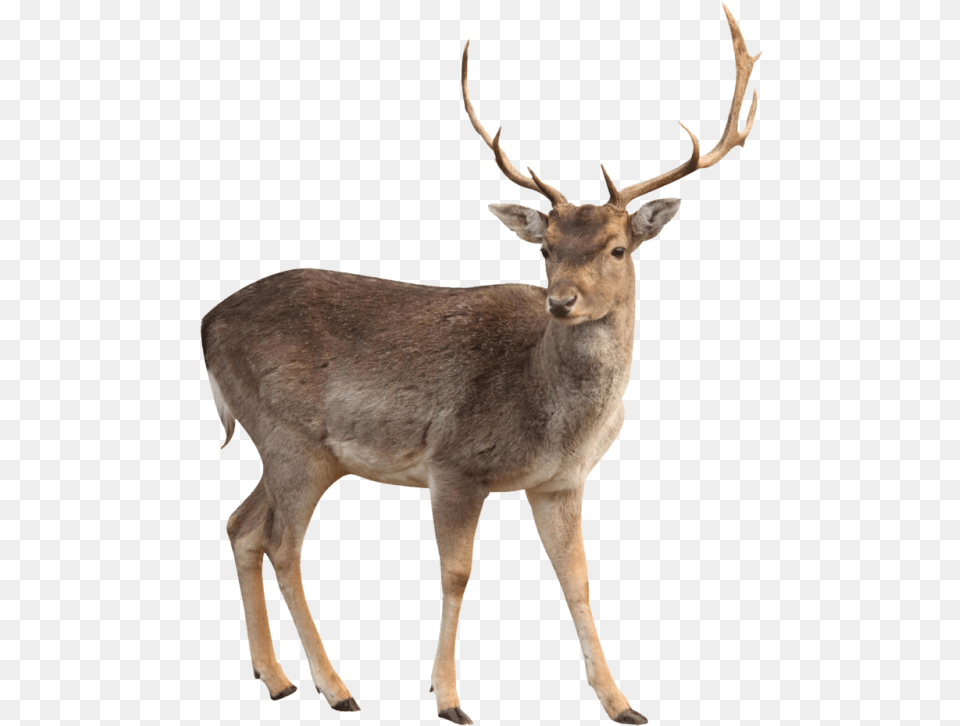 Young Wild Moose Image White Tailed Deer, Animal, Antelope, Mammal, Wildlife Free Png