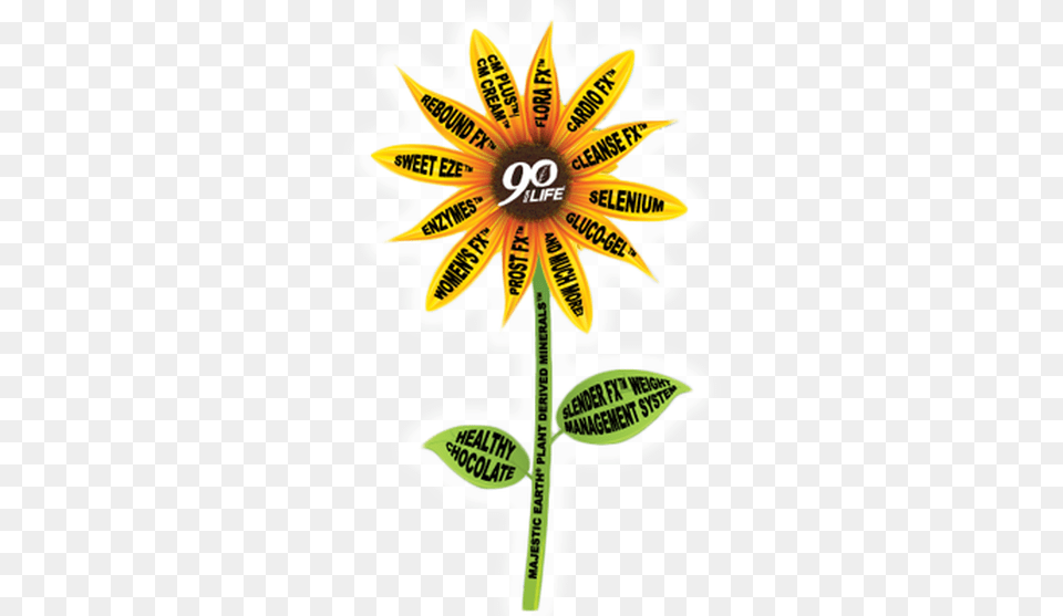 Youngevity Sunflower, Daisy, Flower, Plant, Petal Png Image