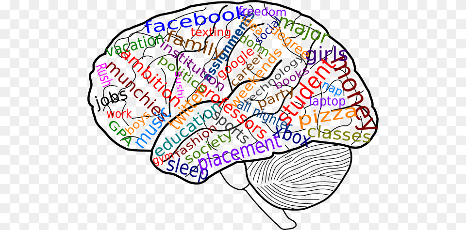Your Brain On College Clip Art, Doodle, Drawing, Animal, Seashell Free Transparent Png