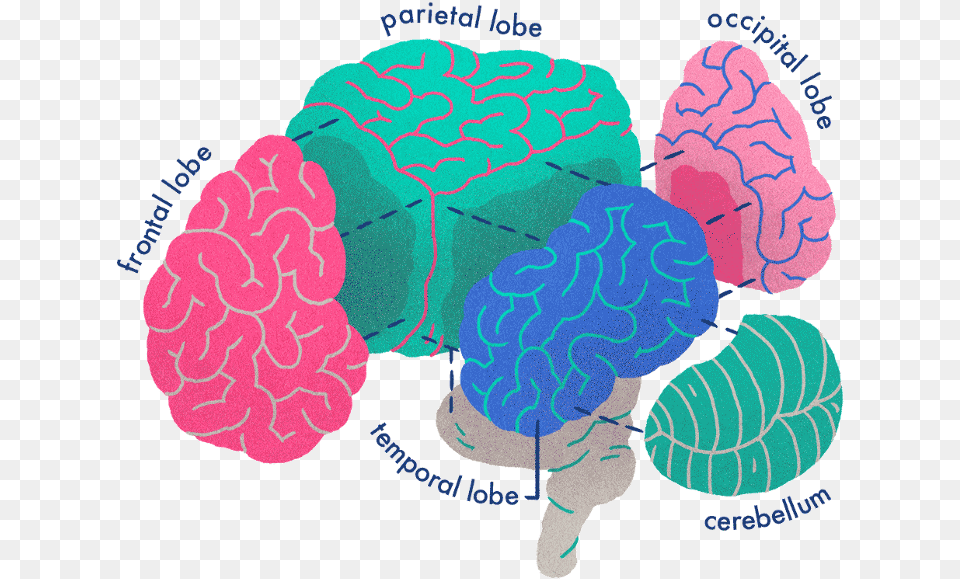 Your Brain On Stories Illustration, Animal, Sea Life, Sea, Reef Free Png Download