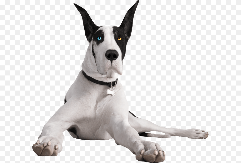 Your Cart Is Empty Pergo The Great Dane, Animal, Canine, Dog, Mammal Png