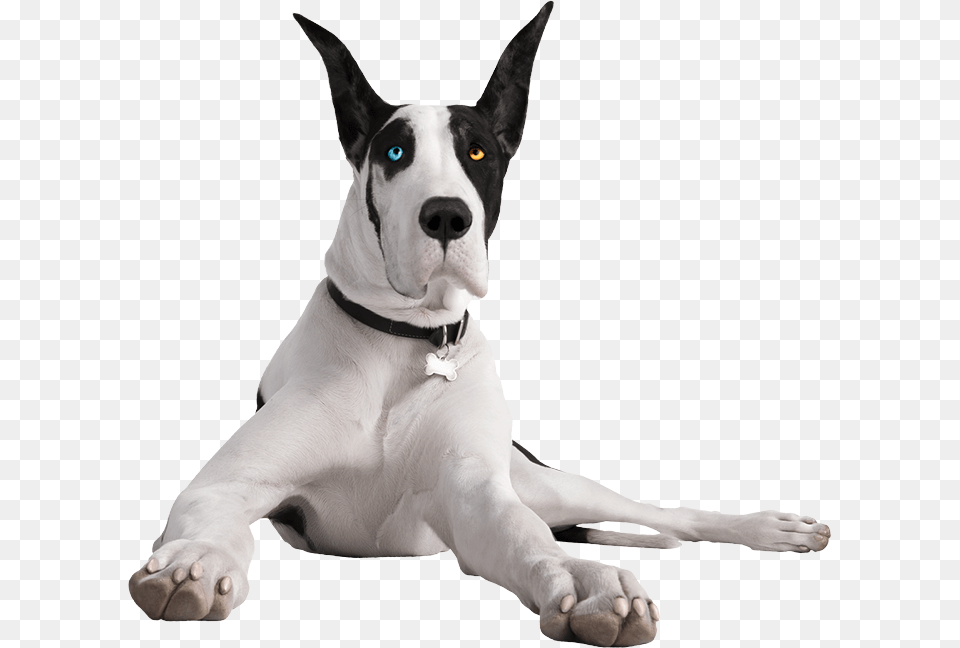 Your Cart Is Empty Transparent Great Dane, Animal, Canine, Dog, Mammal Free Png