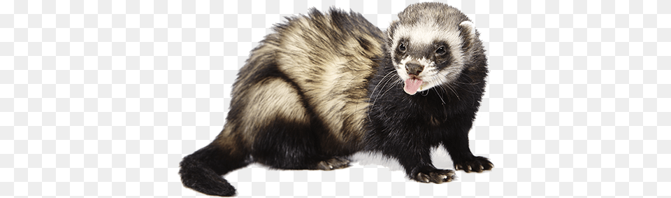 Your Commanding Voice Sesks, Animal, Mammal, Rat, Rodent Free Transparent Png
