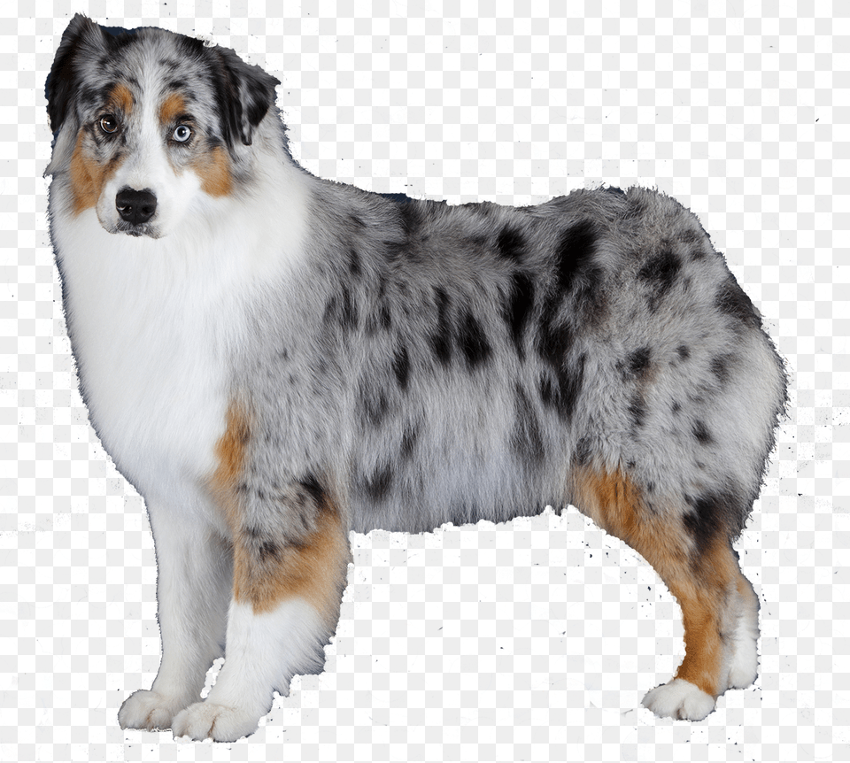 Your Favorite Color Blue Merle Australian Shepherd, Animal, Canine, Dog, Mammal Free Transparent Png