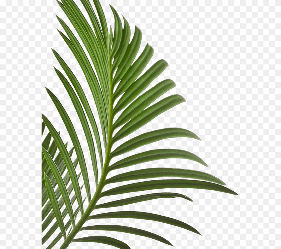 Your First Time Is Always Palm Leaves Isolated, Conifer, Leaf, Plant, Tree Free Transparent Png