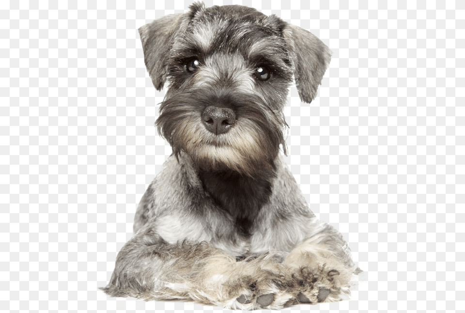 Your Furry Friend Looking A Bit Scruffy Miniature Schnauzer White Background, Animal, Canine, Dog, Mammal Png