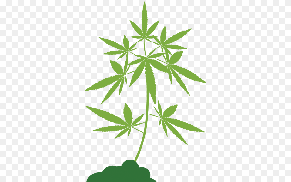 Your Guide To Marijuana In Illinois Chicago News Wttw Vector Graphics, Leaf, Plant, Weed, Hemp Free Transparent Png