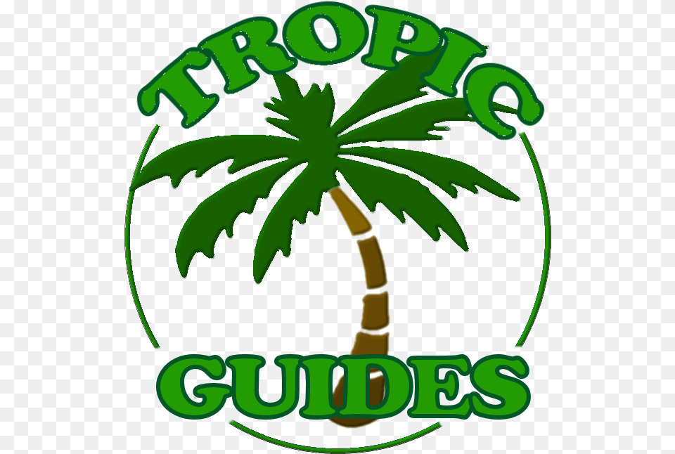 Your Guided Tours Where Reef Meets Rainforest Palm Tree Tattoos Printouts, Palm Tree, Plant, Vegetation, Green Free Transparent Png