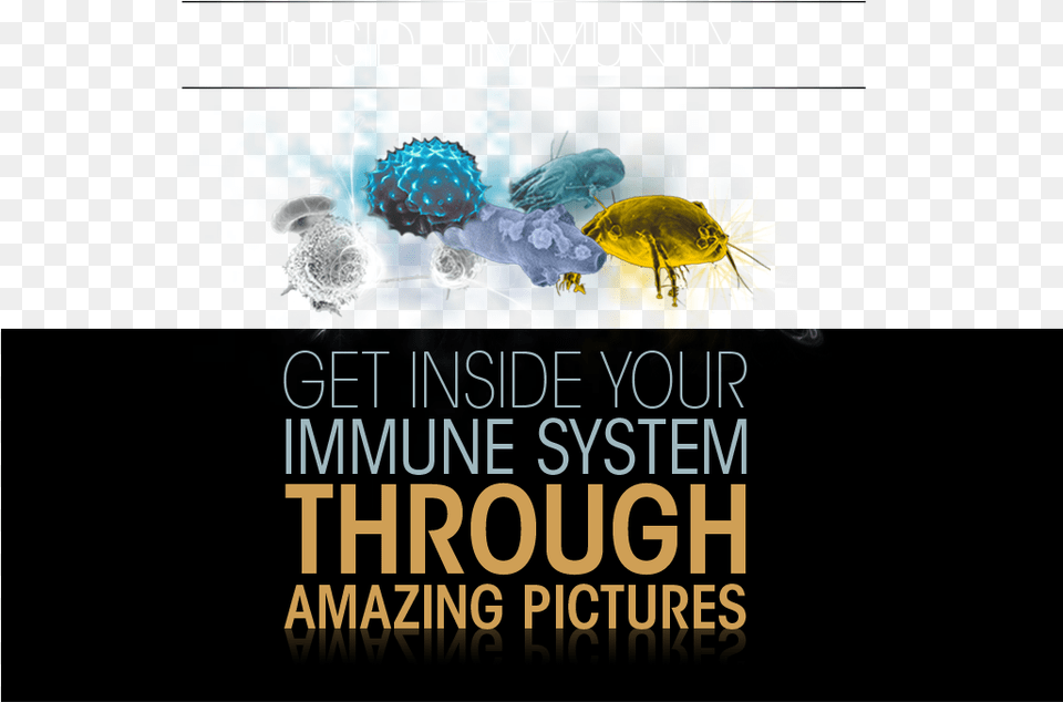 Your Immune System Through Amazing Pictures Immune System Title, Advertisement, Poster, Art, Graphics Png Image