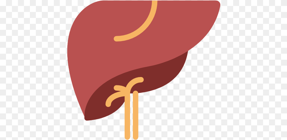 Your Liver39s Main Function Is To Filter Blood Coming Liver Icon, Clothing, Food, Hat, Sweets Png