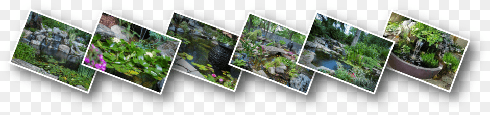 Your Missing Out On Half Of Your Pond Or Water Feature Botanical Garden, Art, Outdoors, Nature, Collage Free Png Download
