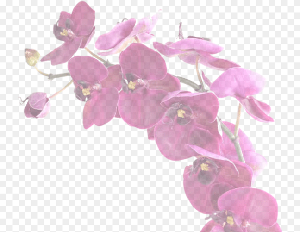 Your Only Purchasing One Vanilla Orchid Artificial Flower, Plant, Petal Free Png Download