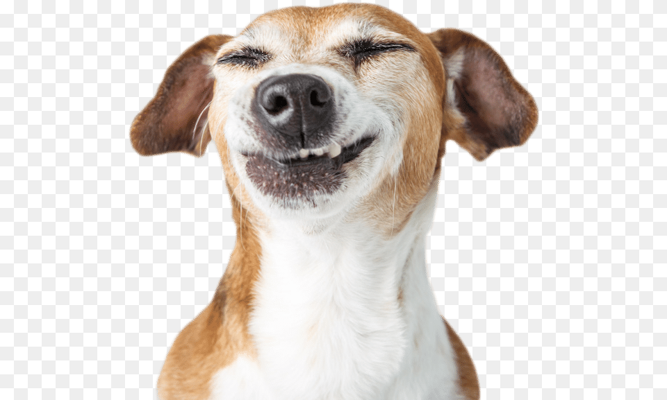 Your Pet Will Love The Care Funny Dog Transparent Background, Animal, Canine, Hound, Mammal Png