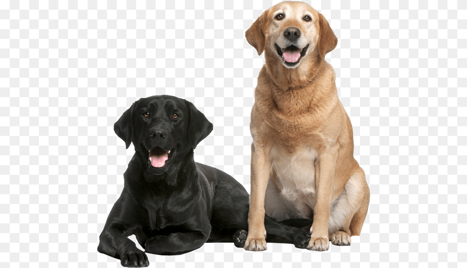 Your Senior Dog Newfoundland And Labrador Breed, Animal, Canine, Labrador Retriever, Mammal Free Transparent Png