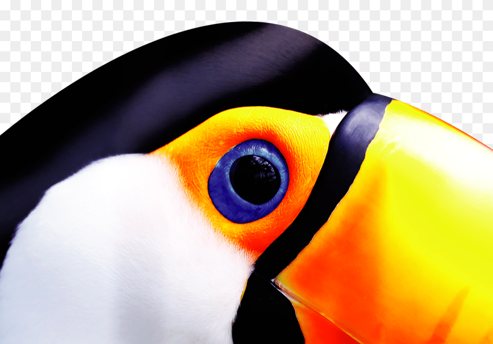 Your Site Title, Animal, Beak, Bird, Toucan Png Image