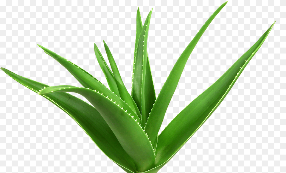 Your Skins Nutrition Business Aloe Vera Images Hd, Plant Png