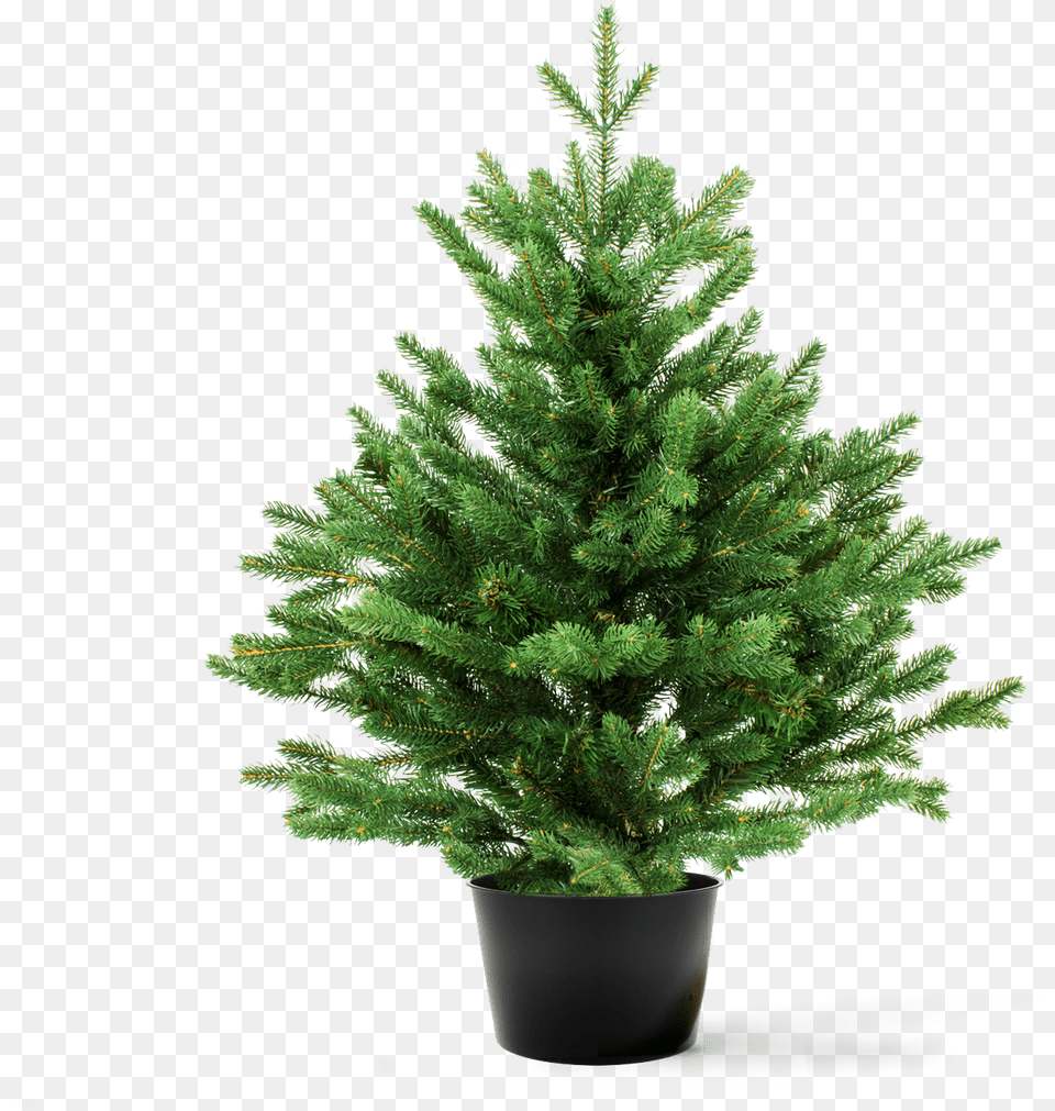 Your Tree Candle Houseplant, Conifer, Pine, Plant, Fir Free Transparent Png