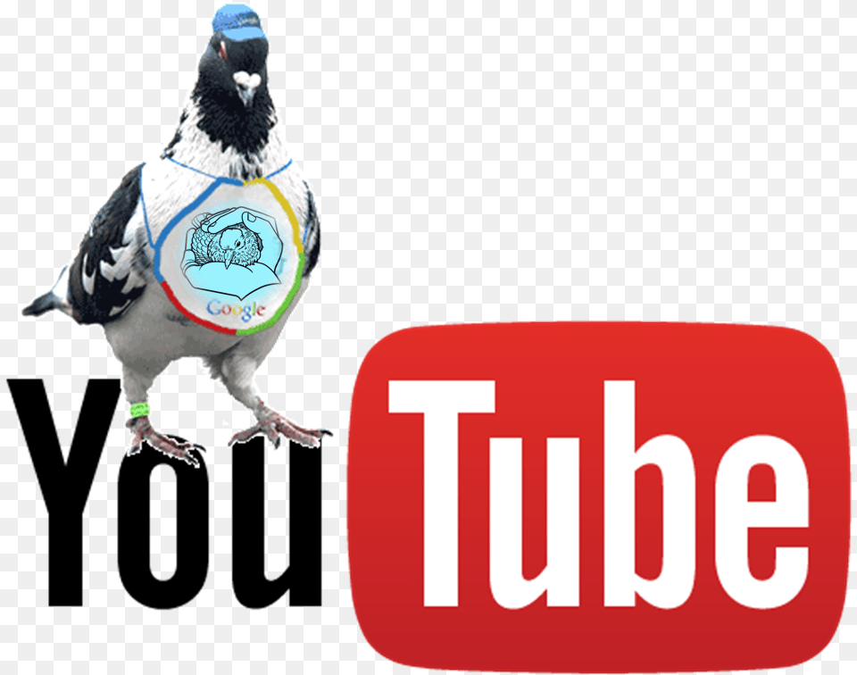Youtube Live Stream Logo, Animal, Bird, First Aid, Pigeon Free Png Download