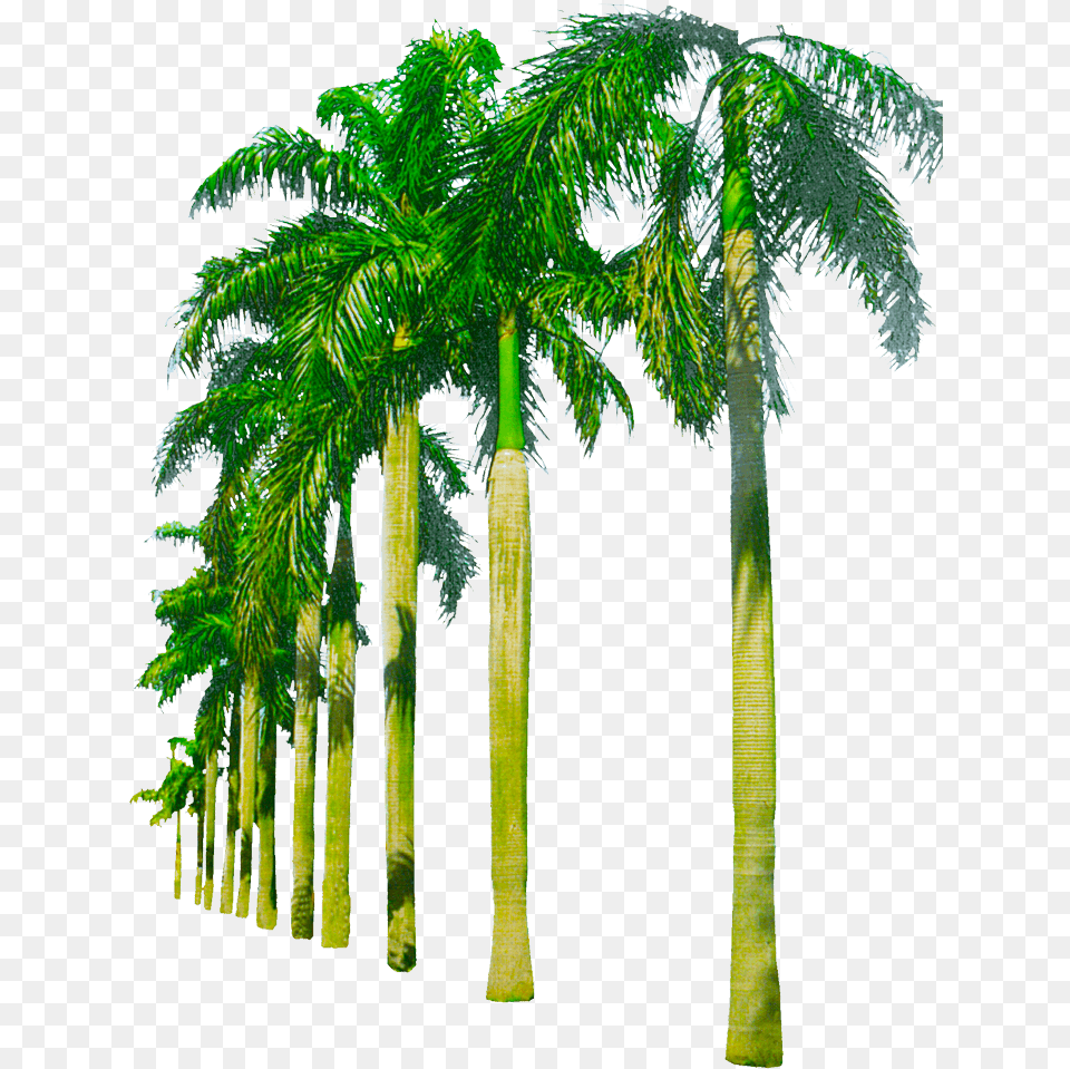 Youtube Thumbnail Tree Palm Tree Background Background Download, Palm Tree, Plant, Vegetation Free Transparent Png